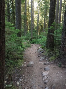 The lovely Wonderland trail to Alice Lake...our morning trail run.