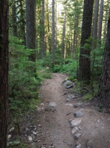 The lovely Wonderland trail to Alice Lake...our morning trail run.